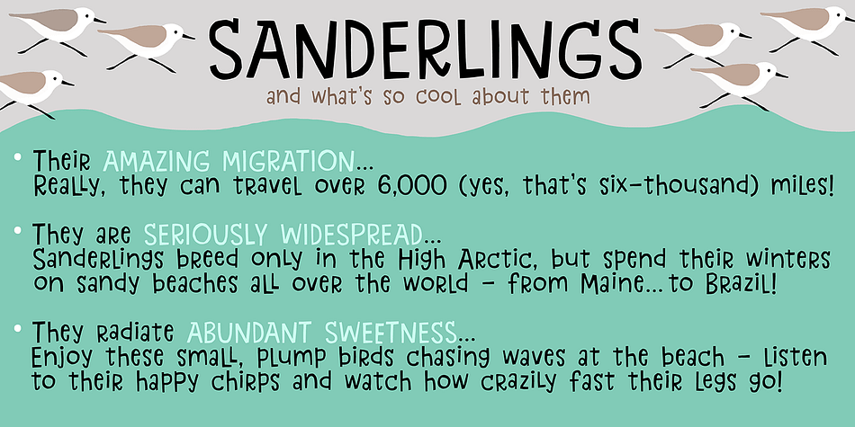 Displaying the beauty and characteristics of the Sanderling font family.