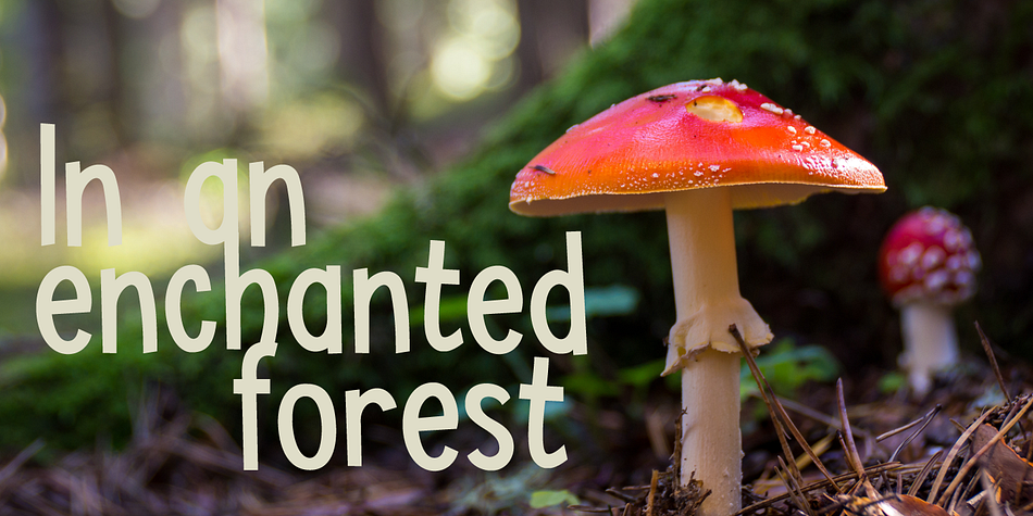 fly agaric - in case you’re wondering).