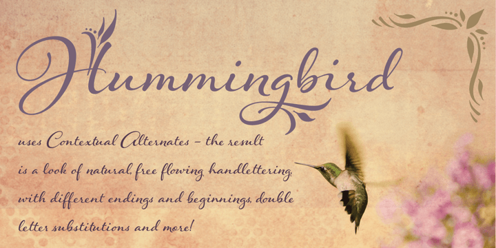 Hummingbird is reminiscent of old-fashioned cursive penmanship, the sort learned by endless repetition and found in treasured letters bundled together by silken ribbons or in worn leather-bound ledgers.