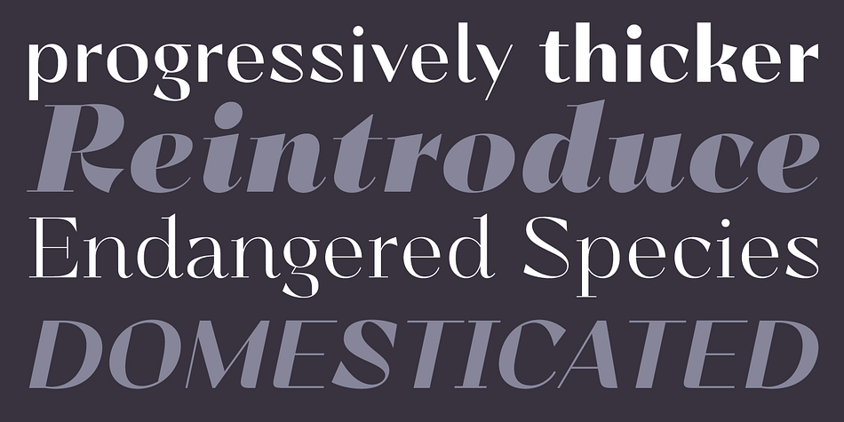 Lince font family sample image.
