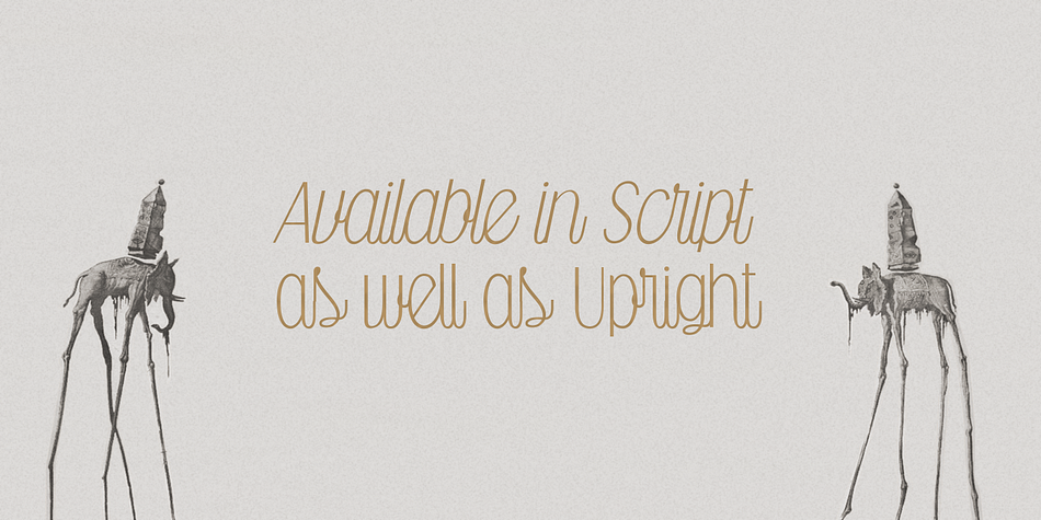 Displaying the beauty and characteristics of the Falkin Script font family.