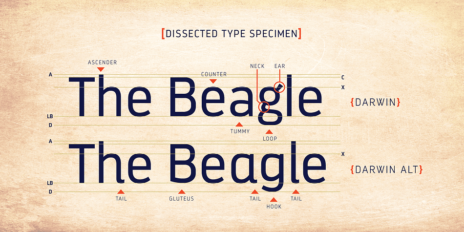 Highlighting the Darwin font family.