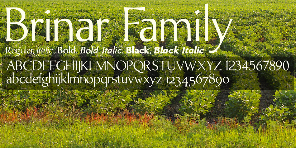Displaying the beauty and characteristics of the Brinar font family.