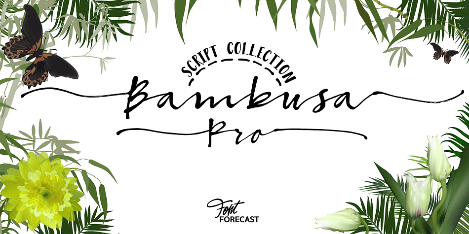 Bambusa Pro is a sturdy expressive modern calligraphy family of 4 fonts: Regular, Bold, Basic and Ornaments.