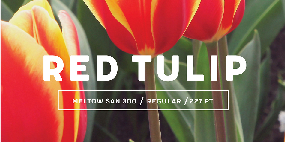 Displaying the beauty and characteristics of the Meltow font family.