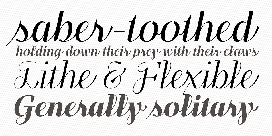 Felis Script font family example.