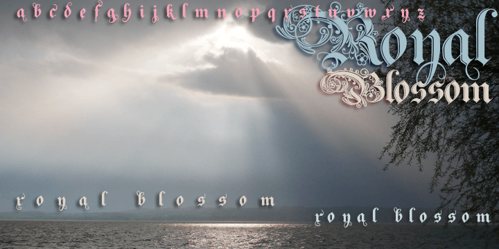 Displaying the beauty and characteristics of the RoyalBlossom font family.