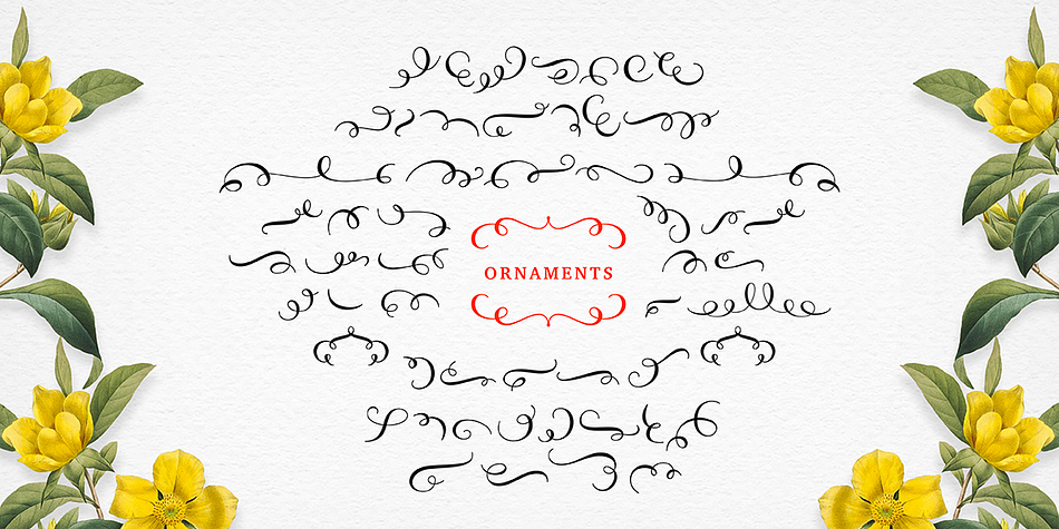 Emphasizing the favorited Molly Script font family.