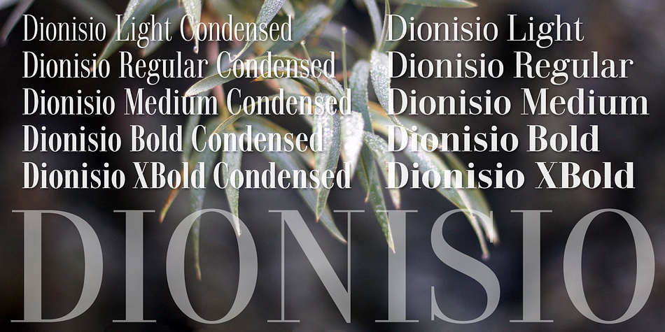 Dionisio has extensive Latin language support.