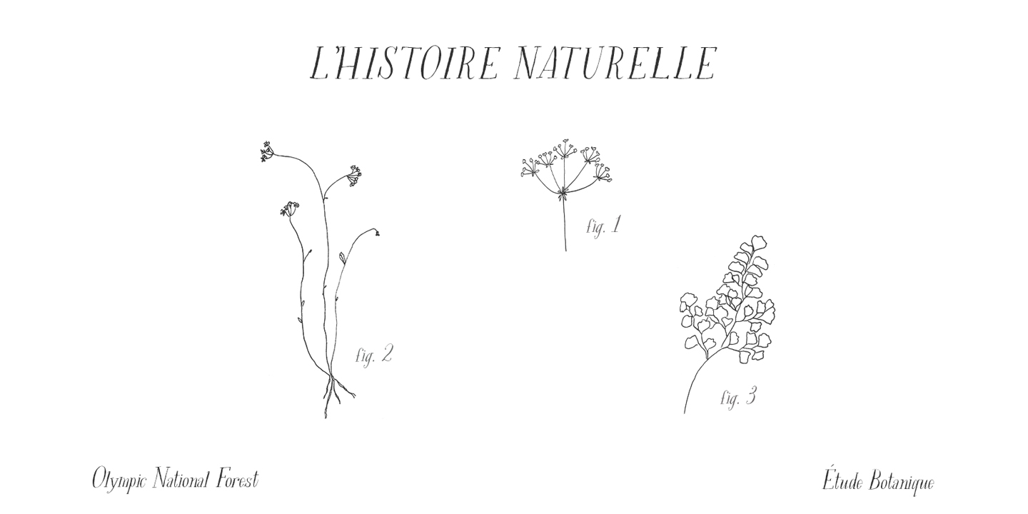 Rare Bird Specimen V Font