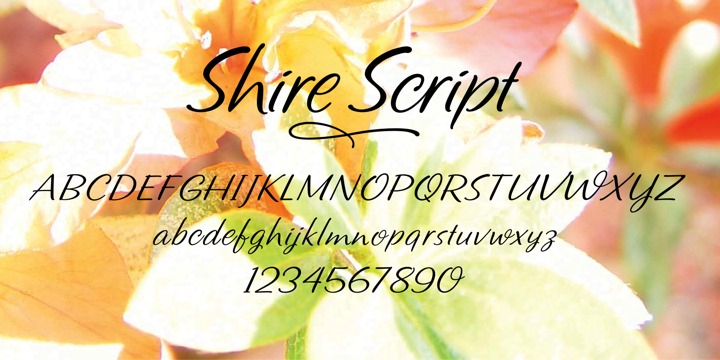 Displaying the beauty and characteristics of the Shire Script font family.