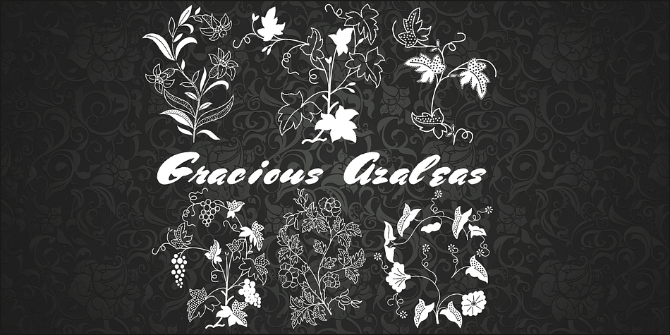 Displaying the beauty and characteristics of the Gracious Azaleas font family.