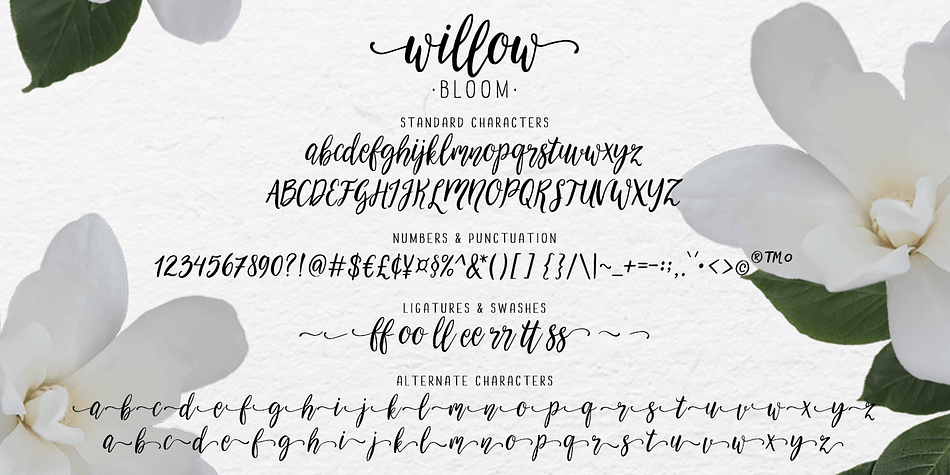 Willow Bloom font family sample image.