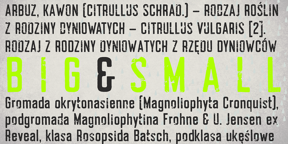 Displaying the beauty and characteristics of the Arbuz font family.