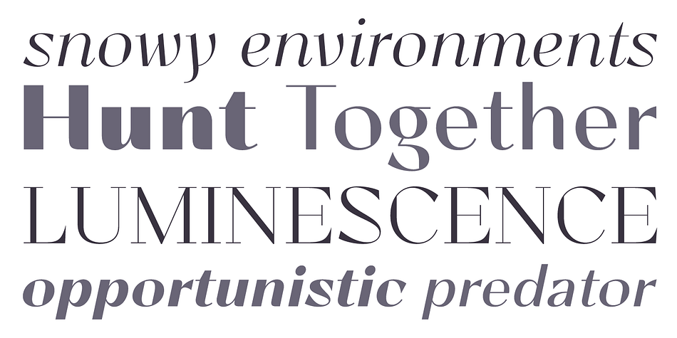 Lince is a sixteen font, display sans and display serif family by Typomancer.