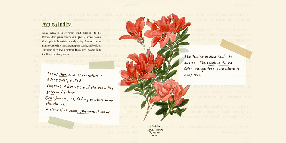 Botanicale Font