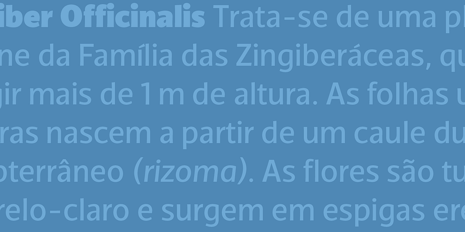 Displaying the beauty and characteristics of the TCF Diple font family.